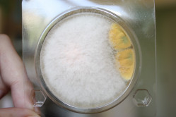 Микробиологический экспресс-тест (подложка) на дрожжи/грибы «Петритест»