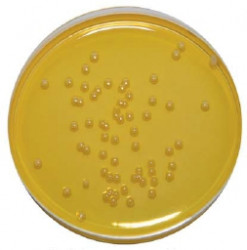 Микробиологический экспресс-тест (подложка) на стафилококк «Петритест»